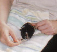 Sweet Dream's Oriental Evening stödmatades maj/juni 2000 Sweet Dream's Oriental Evening stödmatades maj/juni 2000