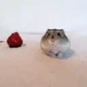 Cute hamster 