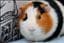zune