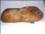CavyCorner
