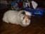 Teddy_Sacha